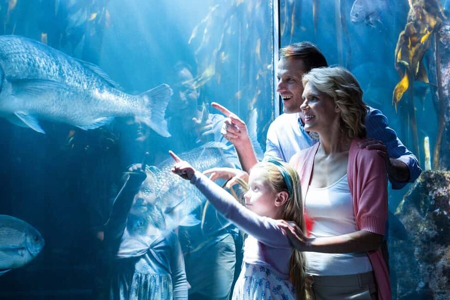 Chicago: 1-5 Day Attraction Pass with Shedd Aquarium - Shedd Aquarium: Your Best “First Stop” Anchor for a Classic Chicago Day