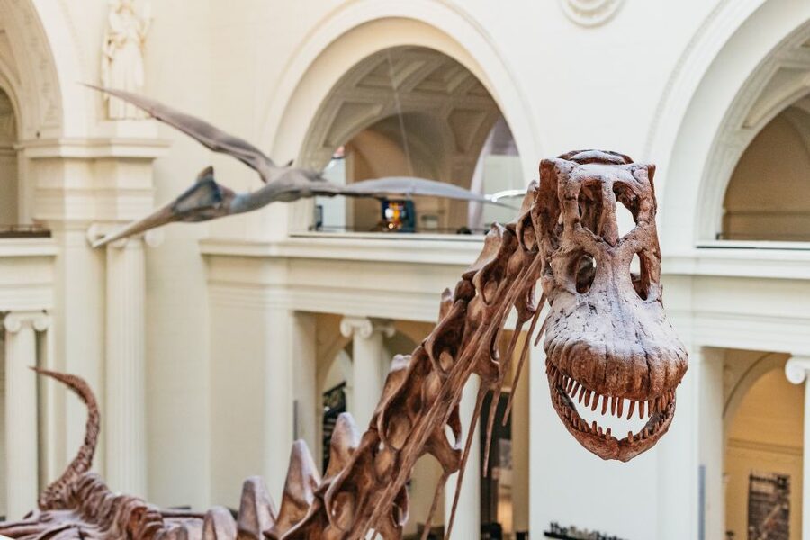 Chicago: Field Museum of Natural History Ticket or VIP Tour - Key Points That Matter Most for Your Day