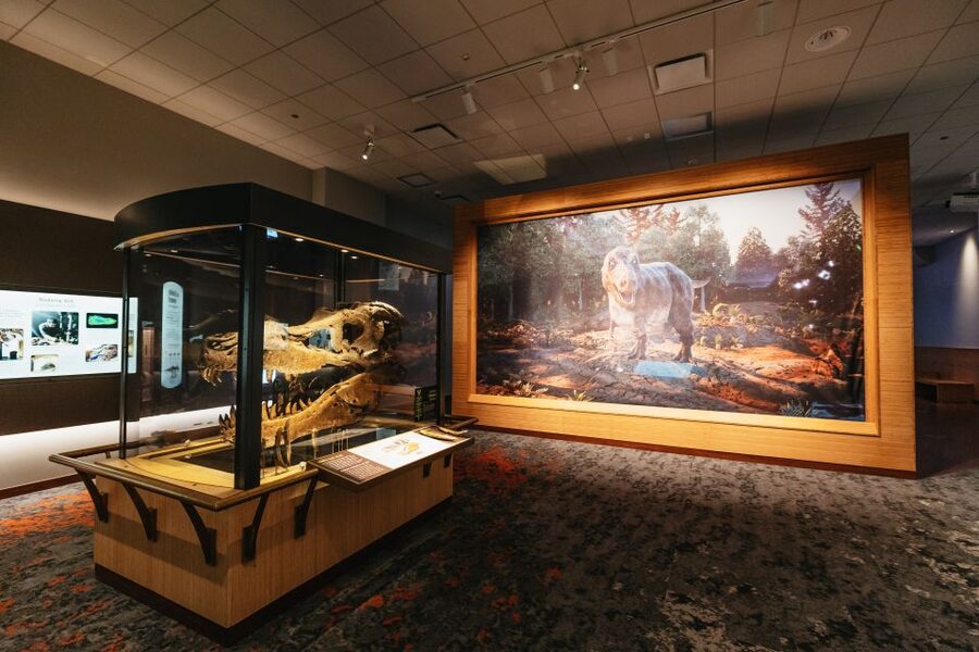 Chicago: Field Museum of Natural History Ticket or VIP Tour - One More Reality Check: Animal Exhibits and Expectations