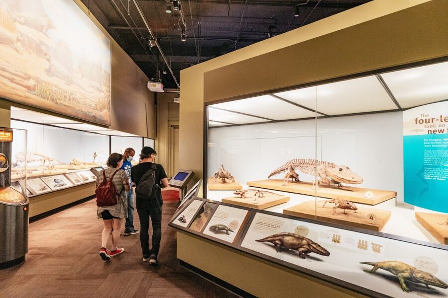 Chicago: Field Museum of Natural History Ticket or VIP Tour - The Big Egypt and Africa Moments: Tsavo Lions and a Mastaba Outside Egypt
