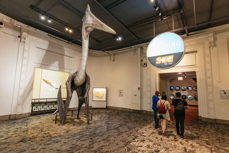 Chicago: Field Museum of Natural History Ticket or VIP Tour - Food, Comfort, and Timing Tips for a Smoother Day