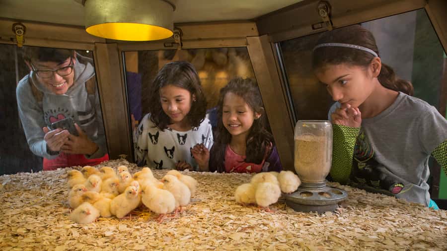 Chicago: Griffin Museum of Science and Industry Ticket - The Body Zone: Digestive System Tour and a Human-Sized Hamster Wheel
