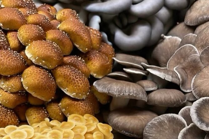 Explore Chicago’s Indoor Mushroom Farm Experience - Key things that make this tour worth your hour and a half